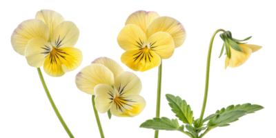 Beautiful pansy flowers bloom in vibrant yellow hues showcasing delicate petals and intricate patterns that bring joy to any garden png