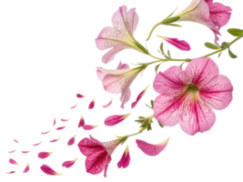 Petunia flowers bloom beautifully with delicate pink petals creating stunning visual display that captivates heart png