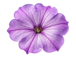 vibrant petunia flower showcases delicate purple petals with intricate veining, radiating beauty and charm in any garden setting png