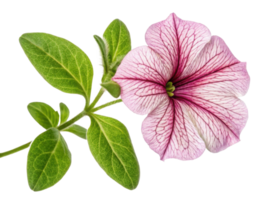 Petunia flower showcases delicate pink petals with striking veins and vibrant green leaves, adding beauty to any garden or arrangement png