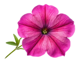 vibrant petunia flower showcases stunning pink hues and intricate veining, making it perfect addition to any garden or floral arrangement png