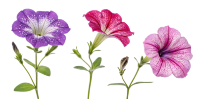 Beautiful petunia flowers in vibrant colors showcase their delicate petals and intricate patterns, adding charm to any garden or arrangement png