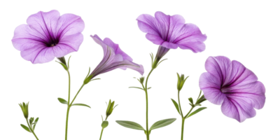 Beautiful petunia flowers bloom in shades of purple showcasing delicate petals and vibrant green stems creating lovely garden display png