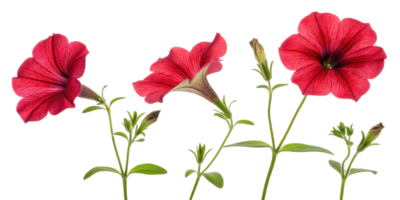 Petunia flowers bloom vibrantly showcasing their rich red hues and delicate petals, creating stunning display of nature beauty png