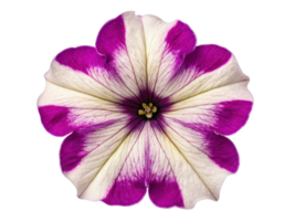 vibrant petunia flower showcases stunning purple and white petals, creating beautiful display of nature artistry png