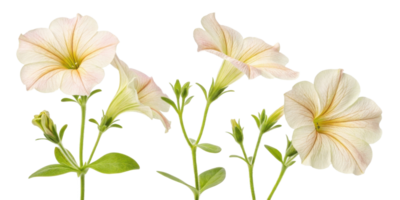 Petunia flowers bloom gracefully with soft pastel colors, showcasing their delicate beauty in serene garden setting png