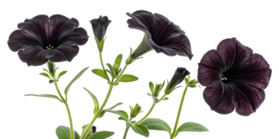 Black petunia flowers bloom gracefully, showcasing their unique beauty and vibrant colors that captivate any garden enthusiast png