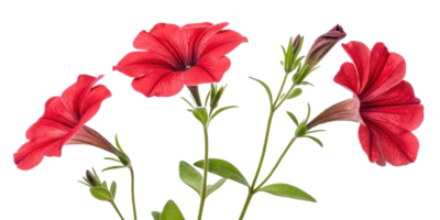 Beautiful petunia flowers bloom vibrantly, showcasing their rich red color and delicate petals, perfect for any garden setting png