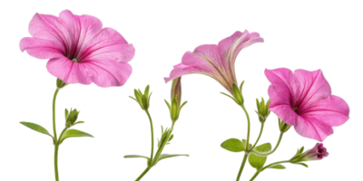 Petunia flowers bloom vibrantly with delicate petals showcasing shades of pink and green leaves, creating cheerful garden atmosphere png