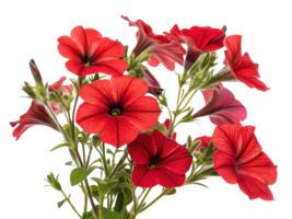 Beautiful red petunia flowers bloom vibrantly showcasing their delicate petals and lush green leaves creating stunning floral display png