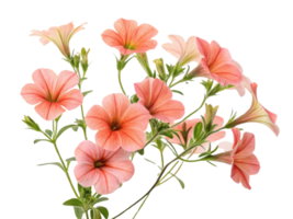 Beautiful petunia flowers bloom in soft shades of pink, creating vibrant and cheerful display that brightens any garden or space png