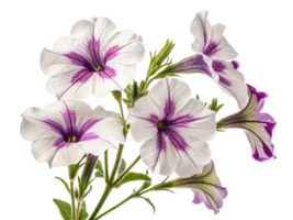 Petunia flowers bloom vibrantly with delicate petals showcasing beautiful blend of white and purple hues. Their charm brings joy to any garden png