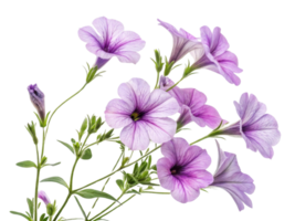 Petunia flowers bloom beautifully with delicate purple hues and intricate patterns, creating vibrant display in any garden png