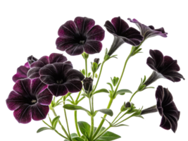 Petunia flowers bloom vibrantly with deep purple hues creating stunning display of nature beauty. Their delicate petals captivate eye png