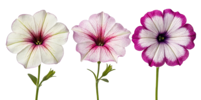 Petunia flowers bloom in vibrant colors showcasing their delicate beauty and charm. These stunning blooms add joy to any garden or arrangement png