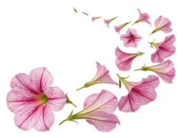 Petunia flowers create stunning visual display as they gracefully swirl beautiful pattern, showcasing their delicate pink hues and intricate png