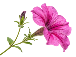 vibrant petunia flower showcases its delicate petals and lush green leaves, creating stunning visual of nature beauty png