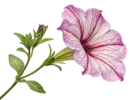 Petunia flower showcases delicate petals with intricate veins and vibrant colors, making it stunning addition to any garden png