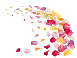 Colorful petals gracefully scatter in beautiful display, creating vibrant scene filled with essence of nature charm png