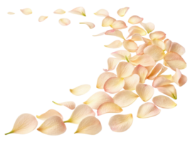 Soft and delicate petals create beautiful trail that evokes charm of nature and elegance of snapdragon flower png