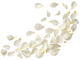 Delicate white petals gracefully fall, creating serene and beautiful scene reminiscent of nature elegance and charm png