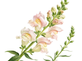 beautiful snapdragon flower blooms gracefully with delicate petals showcasing soft hues and vibrant green leaves, creating serene atmosphere png