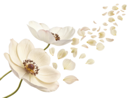 Beautiful anemone flowers gracefully release their delicate petals, creating serene and enchanting atmosphere png
