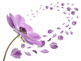 beautiful anemone flower with delicate purple petals gracefully disperses into air creating serene and enchanting atmosphere png