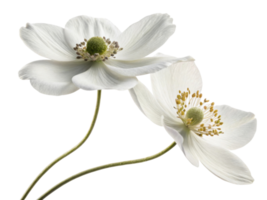Beautiful anemone flowers bloom gracefully, showcasing their delicate petals and vibrant centers, creating serene and enchanting atmosphere png