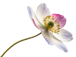 delicate anemone flower showcases its soft petals and vibrant colors, creating serene and beautiful atmosphere png
