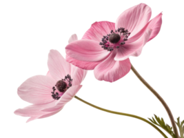 Beautiful anemone flowers bloom gracefully, showcasing delicate pink petals and intricate details that captivate heart png