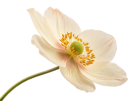 delicate anemone flower showcases its soft petals and vibrant center, embodying beauty and grace in nature design png