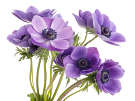 Beautiful anemone flowers in vibrant purple hues create stunning bouquet that brightens any space with their charm and elegance png