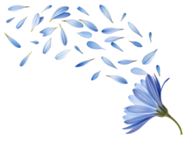 beautiful aster flower with delicate blue petals gracefully falling, creating serene and calming atmosphere png