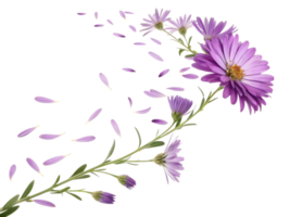 beautiful aster flower gracefully releases its delicate petals into air creating serene and enchanting scene png