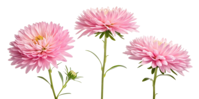 Aster flowers bloom beautifully in shades of pink, showcasing their delicate petals and vibrant green stems, creating cheerful atmosphere png