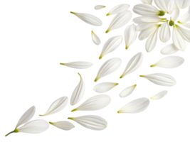 Delicate aster flower petals scatter gracefully, creating serene and calming atmosphere that enhances any floral arrangement png
