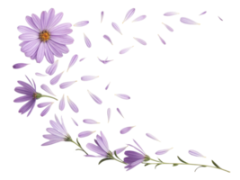 beautiful aster flower with delicate petals gracefully falling, creating serene and calming atmosphere png