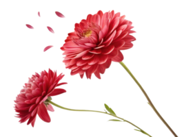 beautiful aster flower blooms in vibrant red, showcasing its delicate petals while few petals gently fall, creating serene atmosphere png