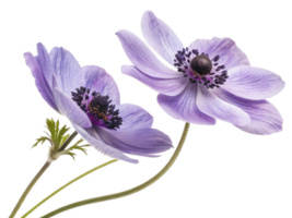 Beautiful anemone flowers bloom gracefully, showcasing their delicate petals and vibrant colors in serene display of nature artistry png
