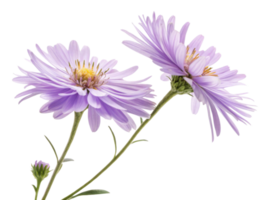 beautiful aster flower blooms with delicate lavender petals showcasing nature elegance and charm png