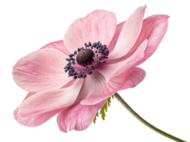 beautiful anemone flower showcases delicate pink petals and striking black stamens, creating stunning visual appeal in nature png