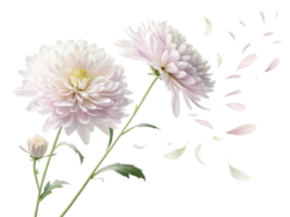 Delicate aster flowers bloom gracefully with soft petals drifting in air creating serene and beautiful atmosphere png