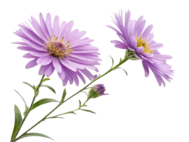 beautiful arrangement of aster flowers showcases their vibrant purple petals and delicate green stems, perfect for adding charm to any setting png