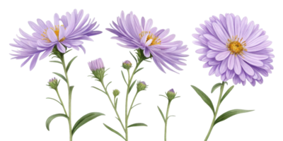 Aster flowers bloom beautifully with vibrant purple petals and delicate green leaves, creating stunning display of nature elegance png