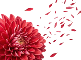 vibrant aster flower showcases its stunning petals, with some gently falling away, creating beautiful and serene atmosphere png