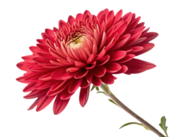vibrant aster flower blooms with rich red petals showcasing its intricate beauty and elegance in nature palette png