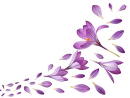 Crocus flowers bloom beautifully, their delicate petals creating stunning display of purple hues that evoke joy and tranquility png