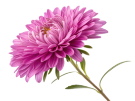 beautiful aster flower blooms in vibrant pink hues showcasing its delicate petals and lush green leaves, evoking sense of tranquility and joy png