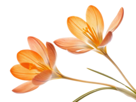 Crocus flowers bloom beautifully with delicate petals showcasing vibrant orange hues, creating stunning visual display in nature png